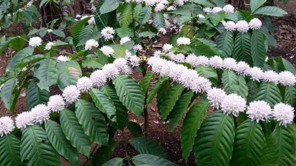 Robusta Coffee Khoa Nam - Hình ảnh 4
