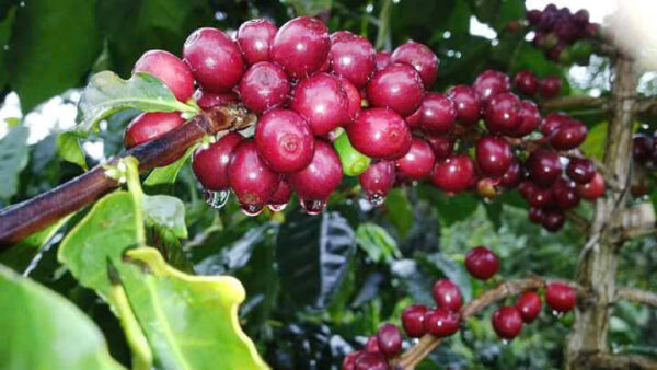 Robusta Coffee Khoa Nam - Hình ảnh 3