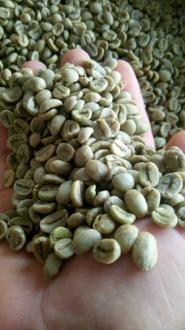 Robusta Coffee Khoa Nam - Hình ảnh 5